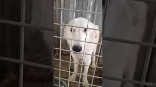 23.10.25 🆘 ОТЛОВ ГОРОДА АЛМАТЫ. КАЗАХСТАН 🆘