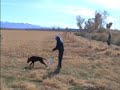 Hunting Labrador Retriever - Field marking drill