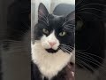 Why is this cat so perfect? 🤍 #cat #adorable #shorts