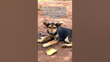 🆘🆘🆘DONATIONS IS NEEDED PLEASE LINK IN BIO #fundraiser #animals #rescue #adoptable #adopt #adoptme