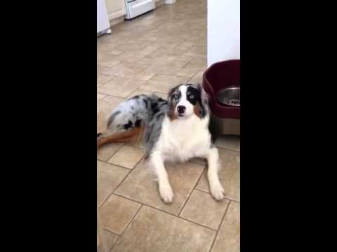 australian shepherd talking