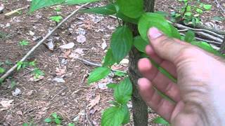 Tree Identification: Dogwood