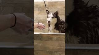 husky grooming