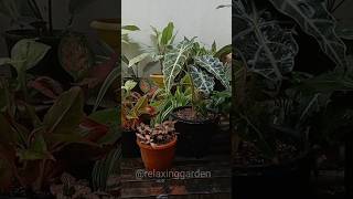 The BEST Potting Mix for Indoor Plants 🌱 | For Lush and Vibrant Garden 🌿