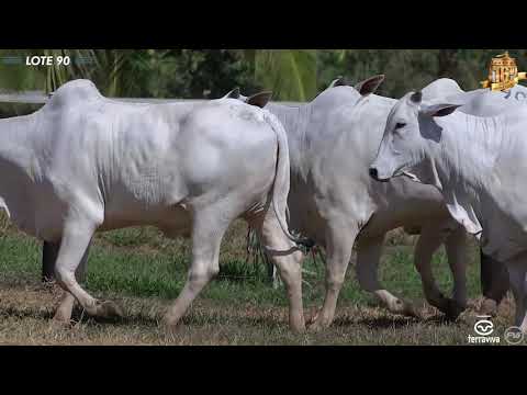 Nelore Cometa | 16º Leilão | Lote 90