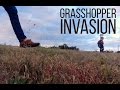 Grasshopper Invasion in Colorado