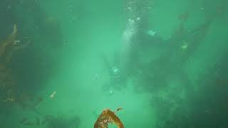 First SMSG Dive of 2022 - Inner Tussac Island, Falkland Islands