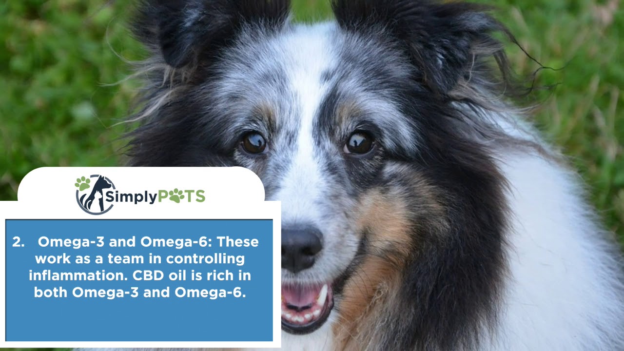 5 Reasons to Use Hemp Oil for Dogs YouTube