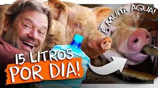 ESSES PORCOS VIVEM EM UMA FAZENDA INTELIGENTE! | RICHARD RASMUSSEN