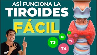 GLANDULA TIROIDES ✅ HORMONAS Y FUNCIONES (Fácil)