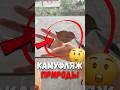 🦋 Бабочка, которая превращается в сухой лист!