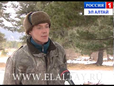 Он весь сезон собирал шишки, а соседи удивлялись Теперь они ходят к нему в сад, как в музей