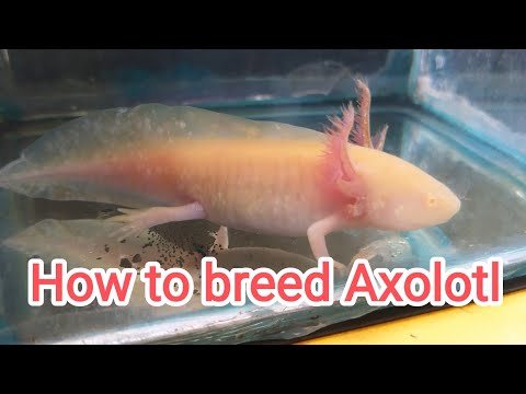 Video: Di mana axolotl bertelur?