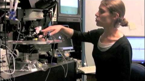 Retinal Direction Selectivity Is Reversed by Visual Stimulation