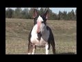 Pelea  entre Pitbull vs BullTerrier