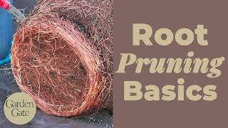 Root Pruning Basics | How to Prune Roots of ContainerGrown Trees