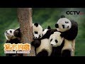 《远方的家》 国家公园（6）唐家河 白云深处的熊猫家园 20190311 | CCTV中文国际