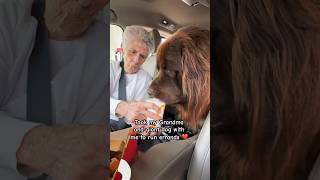 Took my Giant dog and Grandma out #granny #vlog #newfoundland dog