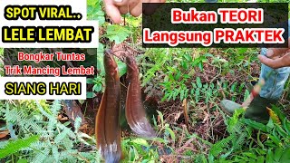 Mancing lele lembat dispot parit.., double strike.