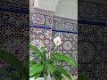 انا بخير طارق حماد انا بخير طارق حماد