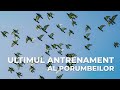 Ultimul Antrenament Al Porumbeilor