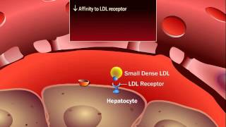 How Lipoproteins Affect Metabolism in Diabetes