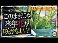 キンリョウヘンこのままじゃダメ！【花が終わった後の手入れ】来年も咲かせる為に　日本みつばちの養蜂 How to Beekeeping