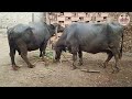 Baffalo  buffalo farming the backbone of rural economy