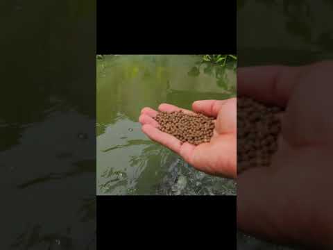 Video: Growing Duckweed – Duckweed u dvorišnim ribnjacima i akvarijima