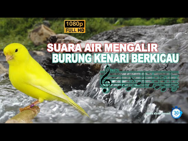 Terapi Desiran & Kicauan Siang! SUARA AIR MENGALIR DAN SUARA BURUNG Kenari berkicau class=