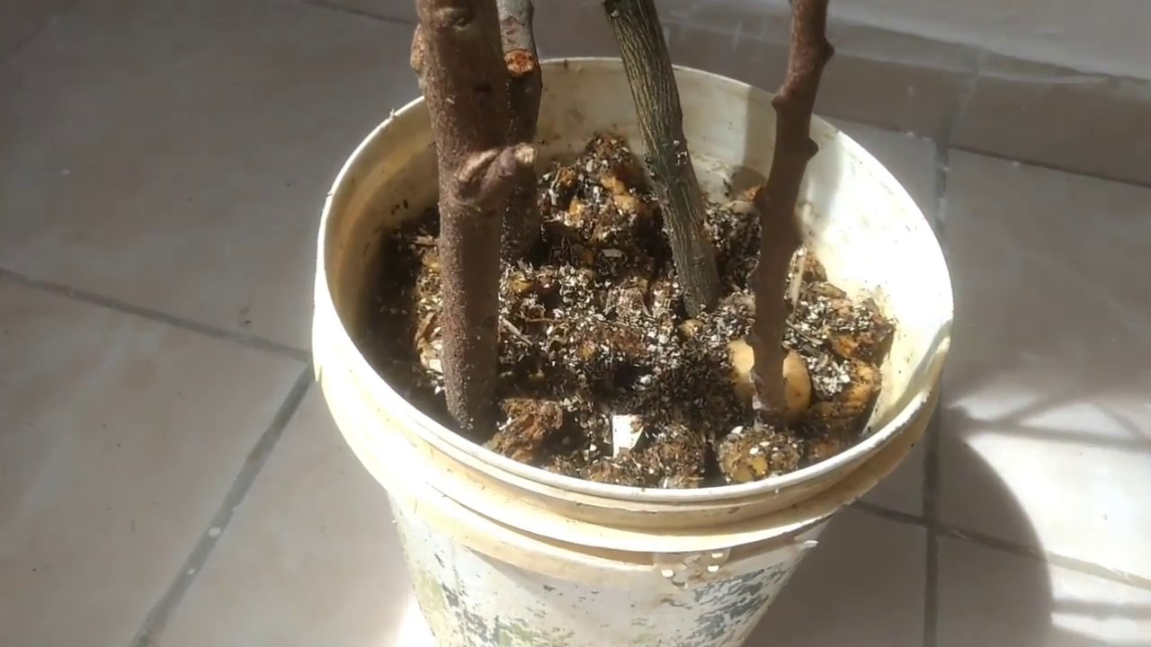 ESTAQUIA DE PINHA GALHO GROSSO!