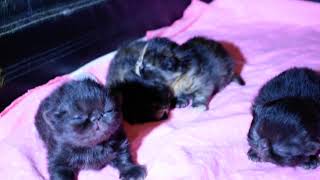 WOW! Finally ... Tortoiseshell Persian Kittens by VICTORIAN GARDENS CATTERY 2,561 views 3 years ago 10 minutes, 35 seconds