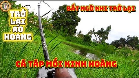 Cá lóc khủng táp mồi hôm nay cá ăn liên tục-vuột mất hai con khủng -Rural fishing in Vietnam