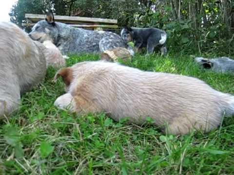 wholearth-australian-cattle-dog-puppies