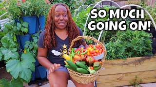 Everything Is Happening in My Garden Right Now!