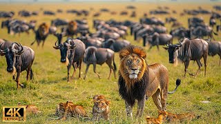 Our Planet | 4K African Wildlife - Great Migration from the Serengeti to the Maasai Mara, Kenya #91