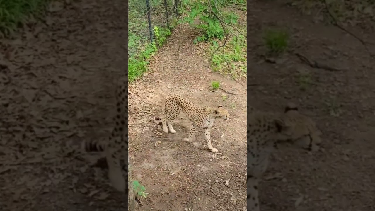 Support These Michigan Zoos - Celebrate National Zoo Awareness Day
