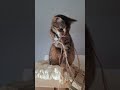 😺Dusty plays...🐶Buck complains. 🐕 🐈 #funnycats #kitten #kitty #playfulpaws #dog #funnydog