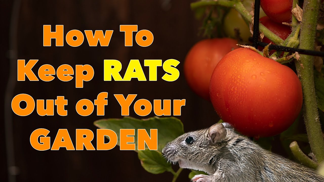 Keep Rats Out Of Your Garden