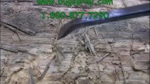 Wood Borer Damage with Wood Pecker feeding