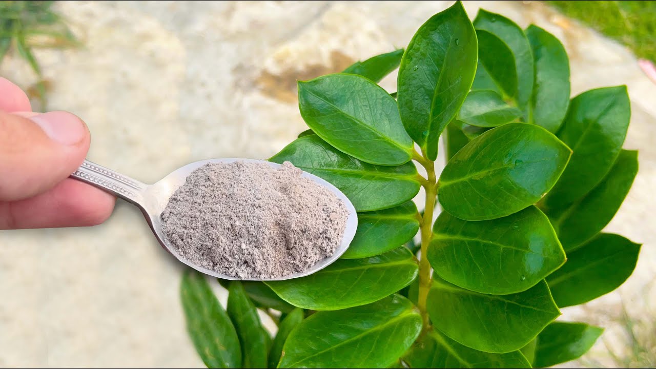 Разбудите Замиокулькас и Он Бешено Пойдет в Рост, Стимулируем Активный ...