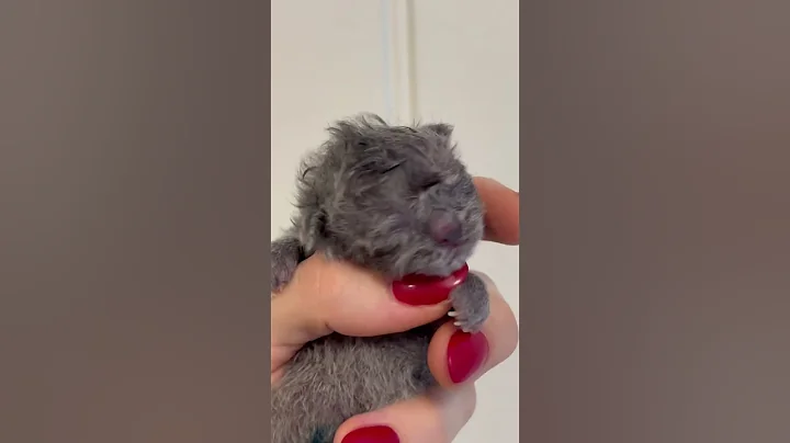 Video 9030121: british shorthair cat kitten, british shorthair blue kitten, britishshorthair cute kitten, cat old