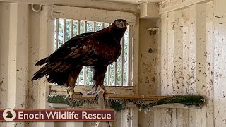 Tomorrow, hangout with Scout the Golden Eagle! by Enoch Wildlife Rescue 6,349 views 1 year ago 1 minute, 49 seconds