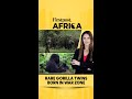 Rare Gorilla Twins Born in War Zone | Firstpost Africa | N18G