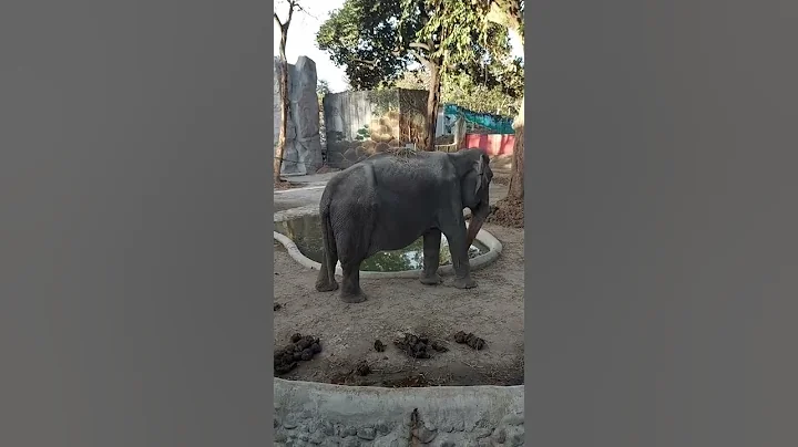 MEET MALI, THE ELEPHANT IN MANILA ZOO - DayDayNews