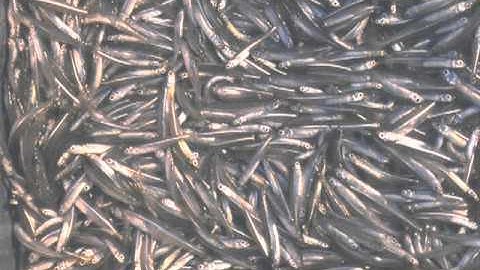 03 Ecological impacts of ocean acidification.mp4