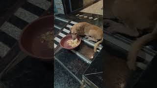 cute dog #cute #dog#doglover #puppy #labrador #shortvideo ##cute teddy bear pic