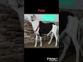 A vous de juger : Ladoum prestige Boy Sérère le champion