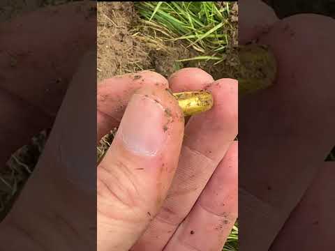 First holes don’t get better than this !! #deus2 #metaldetecting