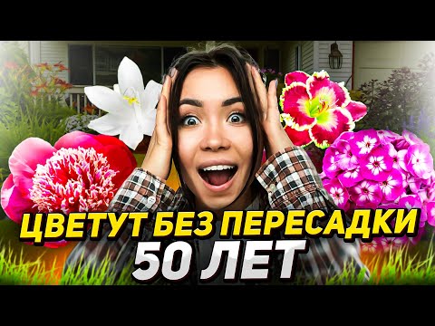 🌼ДЕСЯТИЛЕТИЯМИ без пересадок: 15 долгоживущих цветов!